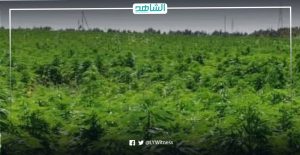 النيابة العامة الليبية: تحريك دعوة جنائية ضد صاحب مزرعة قنب هندي جنوب سبها