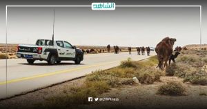 ليبيا.. ألف دينار غرامة ترك “الإبل السائبة” بالطريق العام في منطقة الهلال النفطي