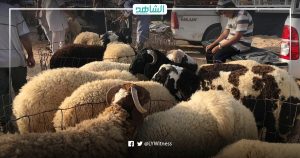 أسعار الأضاحي الجنونية.. صداع برأس الليبيين قبل العيد