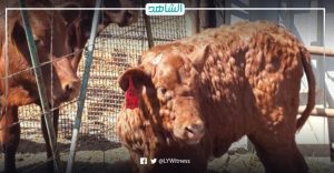 مرض الجلد العقدي يهاجم “الماشية الليبية.. تخوف بريطاني و3 بؤر للمرض