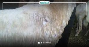 ليبيا.. تسجيل أول إصابة بجدري الأغنام في جنوب البيضاء