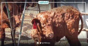 بسبب مرض الجلد العقدي.. نفوق 100 رأس من الأبقار في ليبيا