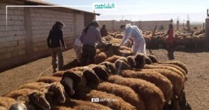 ليبيا.. إغلاق سوق جديد لبيع المواشي والأغنام بسبب الحمى القلاعية