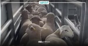 لمواجهة غلاء اللحوم.. الحكومة الليبية المكلفة تستورد كميات من الأغنام والأبقار