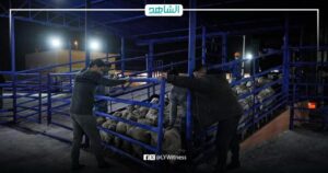 الحكومة الليبية المكلفة تستورد 10 آلاف رأس ماشية لضبط الأسعار