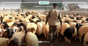 لماذا ارتفعت أسعار الأضاحي في ليبيا إلى أكثر من 50%؟