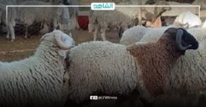 ليبيا.. توفير أضاحي مدعومة بسعر 950 دينارا في بنغازي
