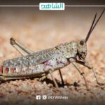 الجراد في ليبيا