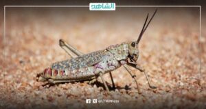 لجنة مكافحة الجراد تناشد السلطات الليبية بسرعة التدخل