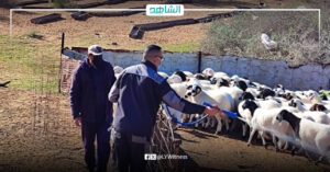 نفوق 20 رأساً من الأغنام بمرض الحمى القلاعية في مدينة العجيلات