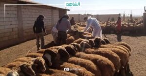 عميد بلدية ترهونة الليبية: ارتفاع غير مسبوق في أسعار الأضاحي