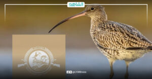 هيئة الصيد البري والرماية تحظر صيد طائر الكروان في ليبيا